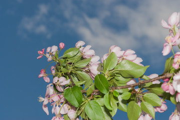 Вackground spring- flowers apple