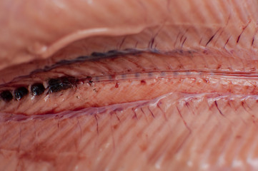 Cutting gutted red fish trout sweetfish on wood background