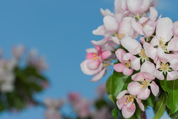 Obraz premium Вackground spring- flowers apple