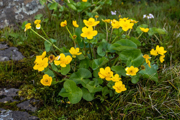 Caltha is a genus of rhizomatous perennial flowering plants in the family Ranunculaceae (