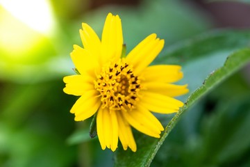 Jacobaea vulgaris , ragwort, common ragwort , stinking willie, tansy ragwort, benweed