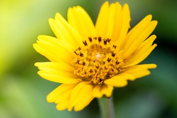 closeup of yellow flower