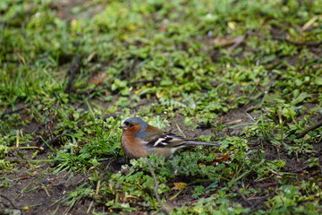 Zięba ,ptak zięba,ptak ,ptak wiosną