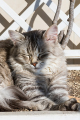 Pretty cat with long hair in relax in a garden, siberian breed