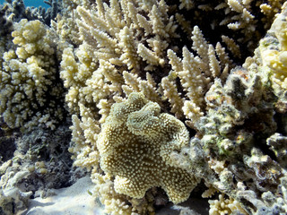 Naklejka na ściany i meble Colorful reef underwater landscape