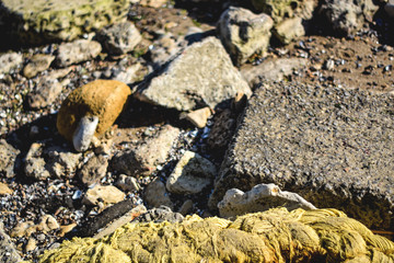 Stones, shells and rope on the beach