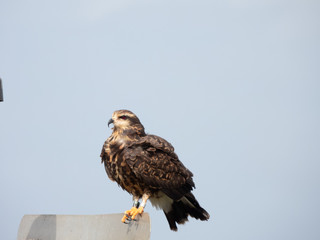 Snail Kite