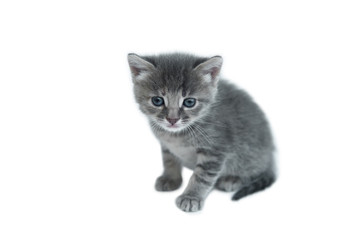 little cute gray kitten with blue green eyes on a white isolated background close-up british breed