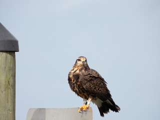 Snail Kite