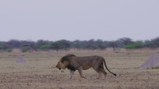 A Hungry Black Mane Lion Walking On The Dry Field In Kalahari, Botswana - Wide Shot