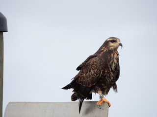 Snail Kite