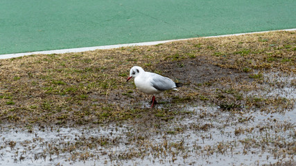 seagull
