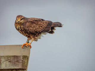 Snail Kite