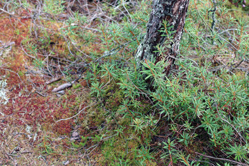 Paysage d'une tourbière estonienne en automne
