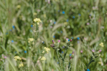 Landscape nature- red poppy
