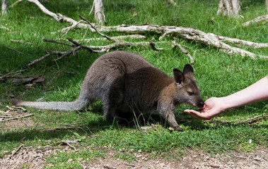 Close up photo of a wallaby with green background