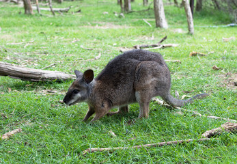 Close up photo of a wallaby with green background