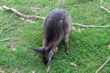 Close up photo of a wallaby with green background