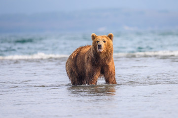 Obraz premium Ruling the landscape, brown bears of Kamchatka (Ursus arctos beringianus)