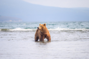 Obraz premium Ruling the landscape, brown bears of Kamchatka (Ursus arctos beringianus)