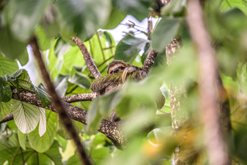 sloth three toe juvenile playful in tree manuel antonio national park costa rica, central america in tropical jungle