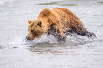 Naklejka premium Ruling the landscape, brown bears of Kamchatka (Ursus arctos beringianus)