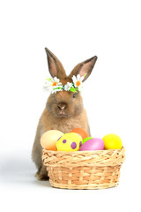 Happy fluffy brown bunny rabbit wearing daisy flower crown with basket painted Easter egg on white background. celebrate Easter holiday and spring coming concept.