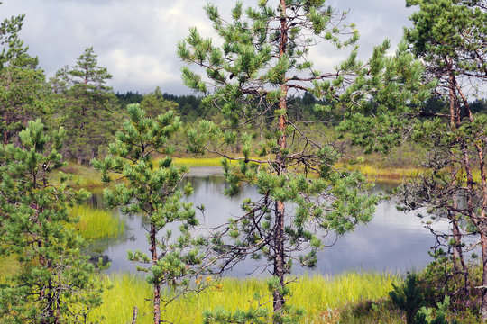 Paysage d'une tourbi&egrave;re estonienne en automne
