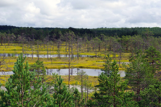 Paysage d'une tourbi&egrave;re estonienne en automne