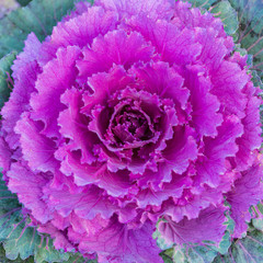 Close up beautiful purple cabbage