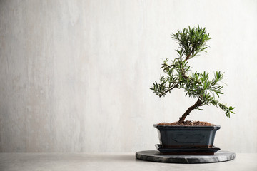 Japanese bonsai plant on light stone table, space for text. Creating zen atmosphere at home - obrazy, fototapety, plakaty