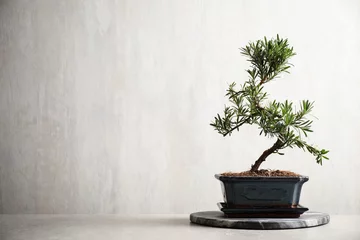  Japanse bonsai plant op lichte stenen tafel, ruimte voor tekst. Thuis een zen-sfeer creëren © New Africa