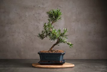 Poster Japanese bonsai plant on grey stone table. Creating zen atmosphere at home © New Africa