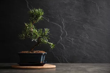 Türaufkleber Japanese bonsai plant on grey stone table, space for text. Creating zen atmosphere at home © New Africa