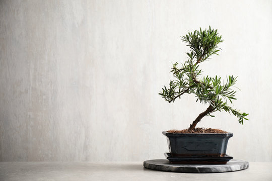 Japanese Bonsai Plant On Light Stone Table, Space For Text. Creating Zen Atmosphere At Home