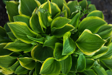 Green and yellow hosta grows on the lawn in the garden close-up. View from above