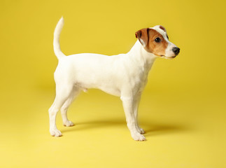 Cute Jack Russel Terrier on yellow background. Lovely dog