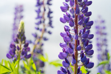 Blooming lupine flowers. A field of lupines. Sunlight shines on plants. Violet spring and summer flowers.