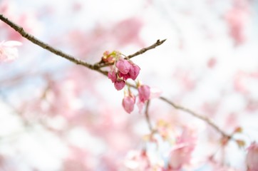 桜のつぼみ