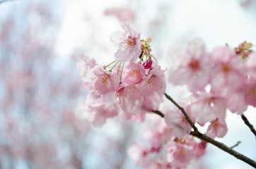 陽光桜の花
