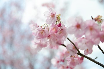 Obraz premium 陽光桜の花