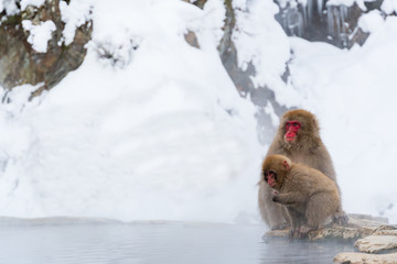 Japanese snow monkey (Macaque) relaxes on the hot spring in winter at snow monkey park.