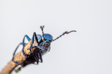 a poisonous purple oil beetle climbs around on a branch