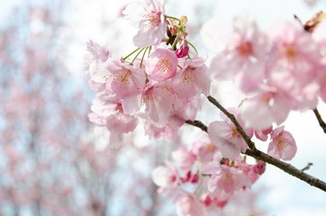 陽光桜の花