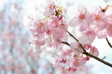 陽光桜の花