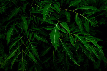 closeup nature view of green leaf texture, dark wallpaper concept, nature background, tropical leaf