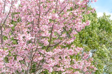 満開の桜の木