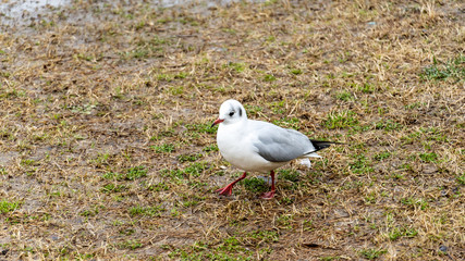 seagull