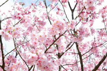 Obraz premium 満開の桜の木