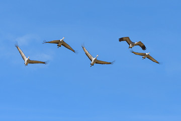 Migrating Greater Sandhill Cranes in Monte Vista, Colorado
